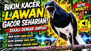 Suara Kacer ini Bikin Kacer Lawan Emosi Gacor, Pancingan Kacer Agar Cepat Emosi Gacor