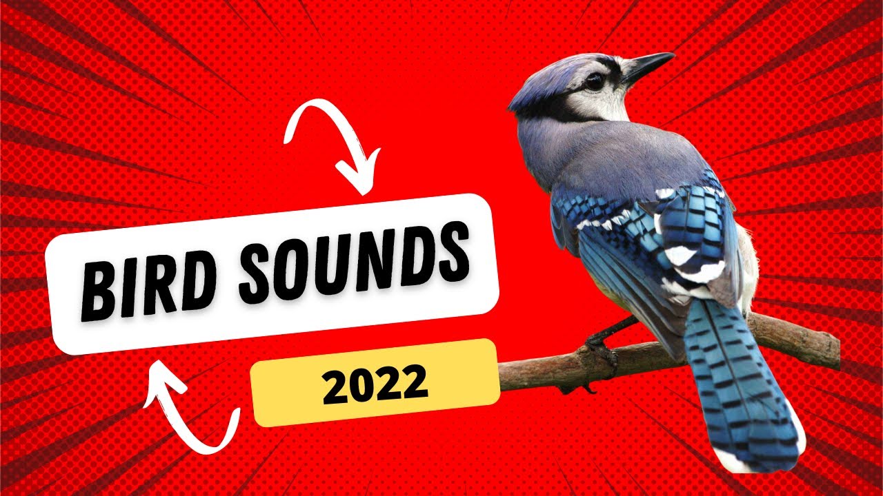 most beautiful american bird songs YouTube