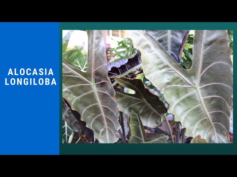 Alocasia longiloba - Amazing Aroid - African Mask Plant - How I Grow and Make Divisions