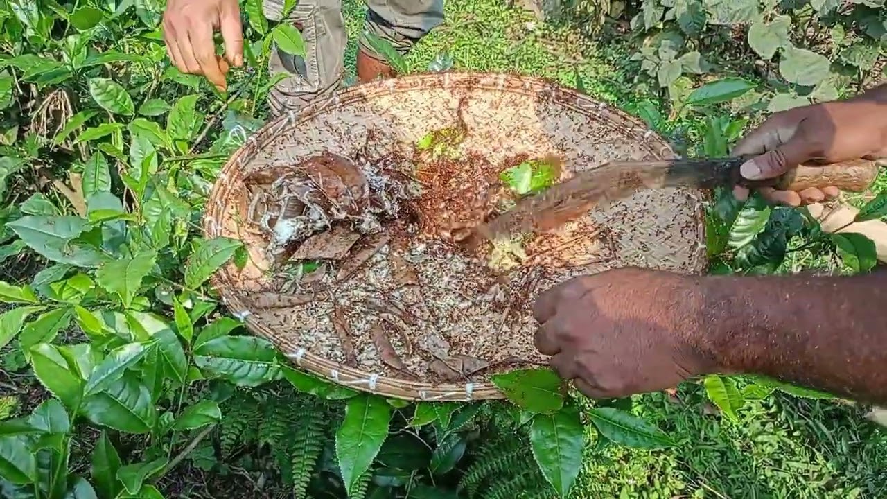 Red Ants Egg (Amloi Toop) Catching During Bihu Festival Part - 2