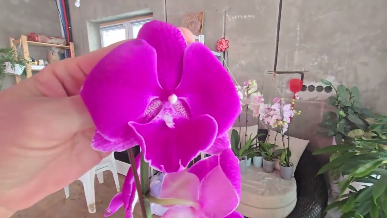 ФАЛЕНОПСИСЫ! От печали до радости.