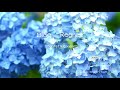 Blue Regret GARNET CROW (Confetti Concertoカバー)