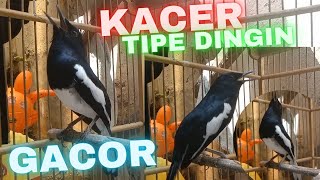 PANCINGAN KACER TIPE DINGIN GACOR TEMBAKAN RAPAT