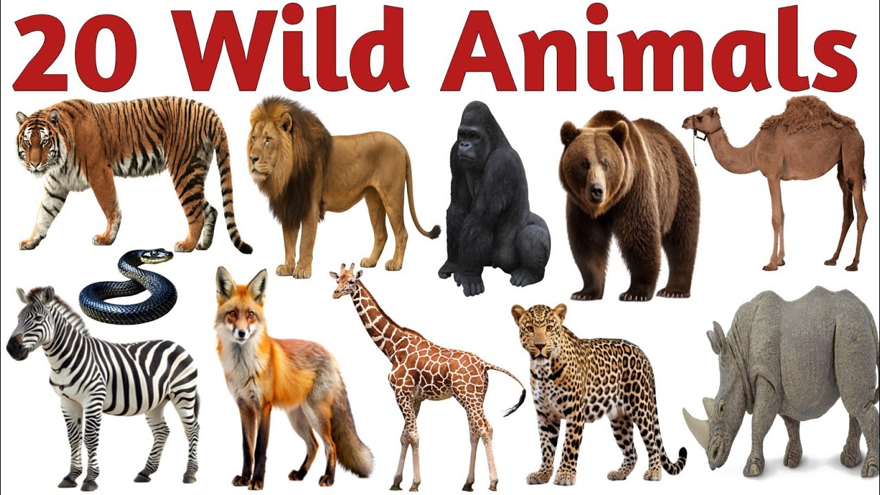 जंगली जानवरों के नाम | Learn 20 Wild Animals Name in English for Kids | Preschool Learning Video 
