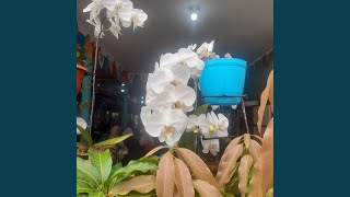 Cinta Yang Kau Titipkan