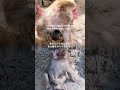 リーディング 赤ちゃん猿へパンチの優しい想い Reading — Punch’s gentle feelings for the baby monkey