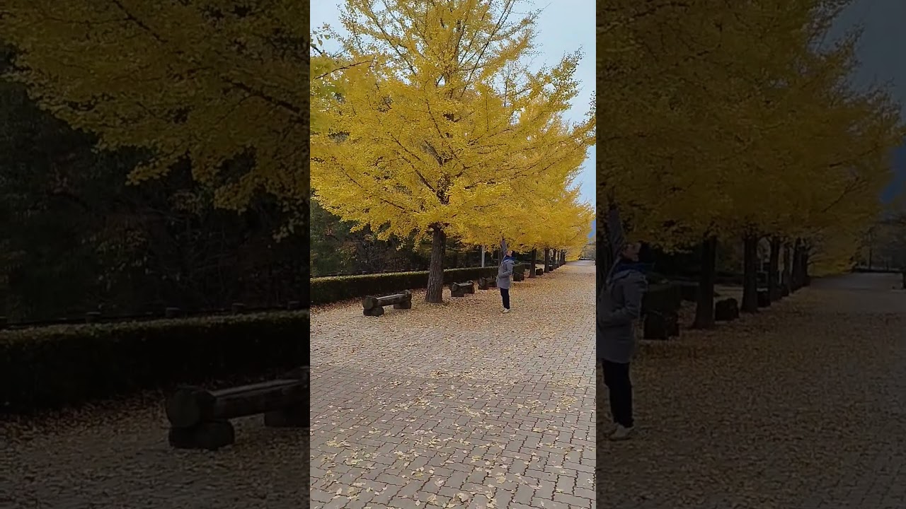 Wish you all a loving and colourful 2026! from Saitama, Japan