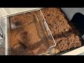 Demo of Using This Coconut Fiber Substrate for Tortoises! - ZeeDix Overview! #ad #amazoninfluencer