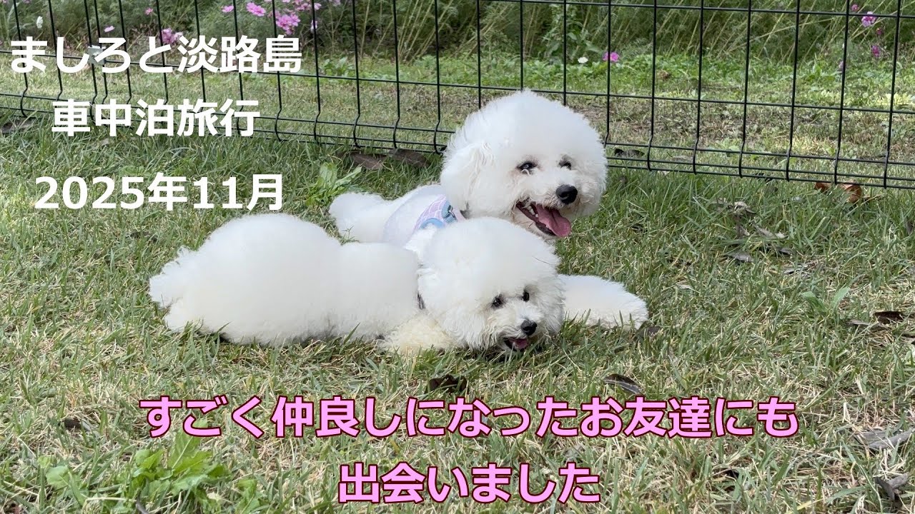 ビションフリーゼましろと淡路島車中泊旅行(2025/10/31-11/02)