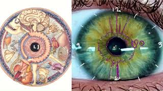 Iridology Lesson - Biliary Iris and the Liver, The Skin & Interactive Space, Boundaries, Discernment What Is A Biliary Iris And What Does It Mean