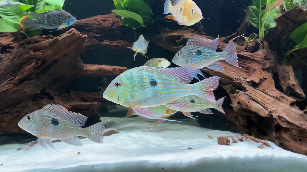 Geophagus aquarium