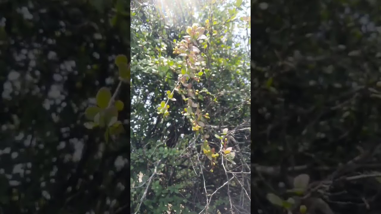Berberis asiatica, Asian Barberry 
