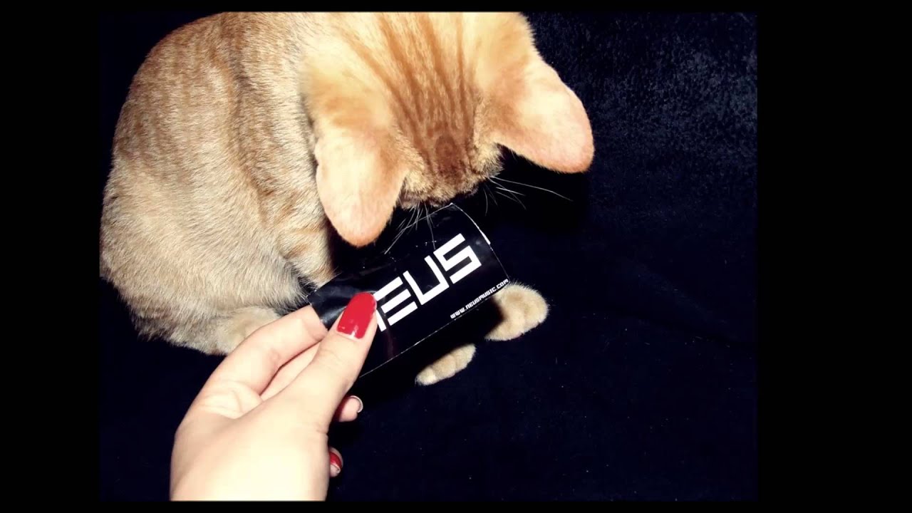 Neus - Feel That (XOXO Moombahcore Remix)