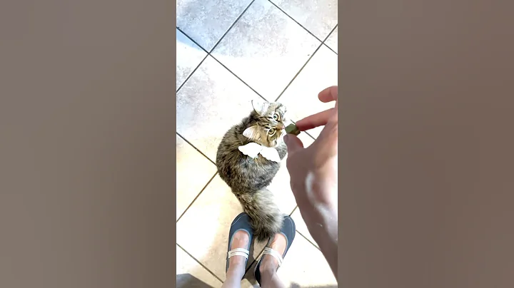 Watch the video about ⭐️ Sky The Funny Winged Siberian Kitten ⭐️