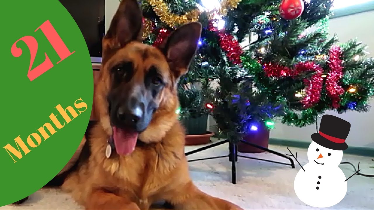 MEET OUR GERMAN SHEPHERD KASSIE