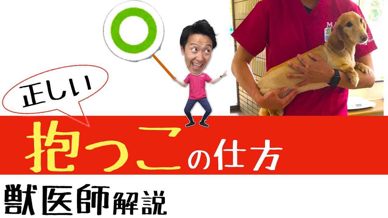 獣医師解説 正しい抱っこの仕方 動画を用いて解説 Youtube