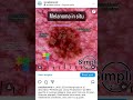 Melanoma in situ
