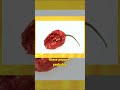 V Sauce explains the science behind hot peppers to Sean Evans 🌶️