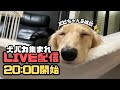 【犬７頭と暮らすおっさん】パピちゃん色々&のんびり雑談