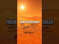 Desert Sun-Walkers: the Saharan Silver Ants