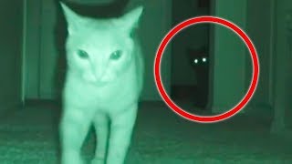 Вызов Духов - Призрак Кошки! Домашние Животные видят Призраков и Боятся!