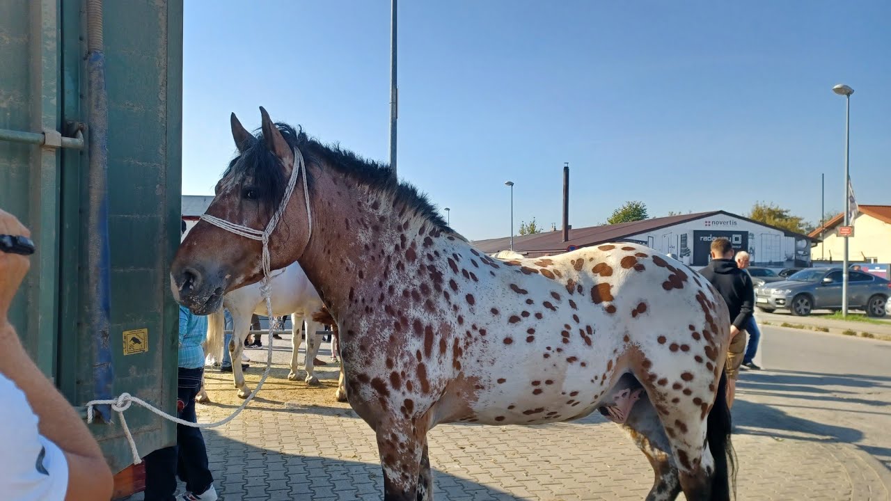Ogólnopolskie Targi Końskie Pajęczno wrzesień 2023
