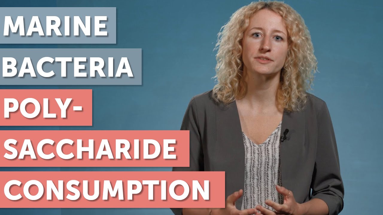 Bacterial Polysaccharide Consumption: Degrading Oceanic Organic Mass