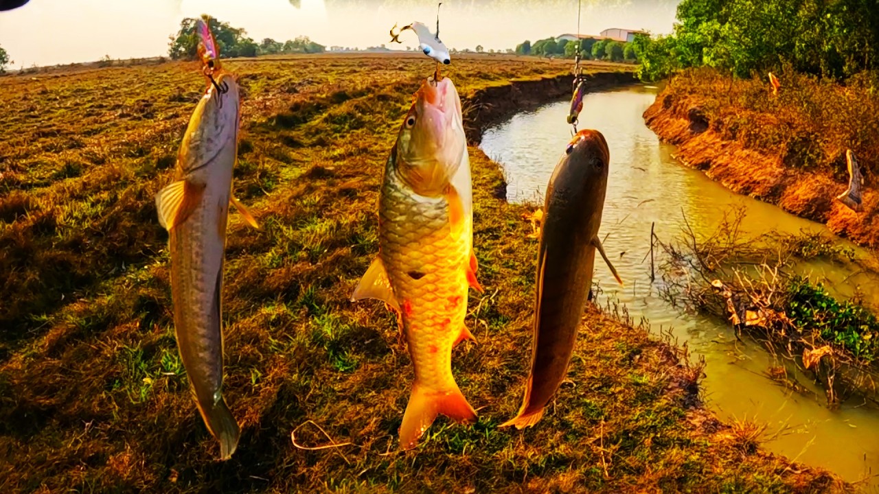 Snakehead fishing, I don't expect any fish to bite the bait here,opposite of what I thought happened