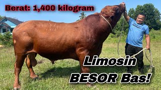 Limosin bersaiz ‘Giant’ yang jarang jumpa