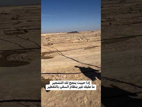 اكبر غابة في صحراء الجزائر انشاء الله اغرس شجرة وإحتسب الاجر العظيم