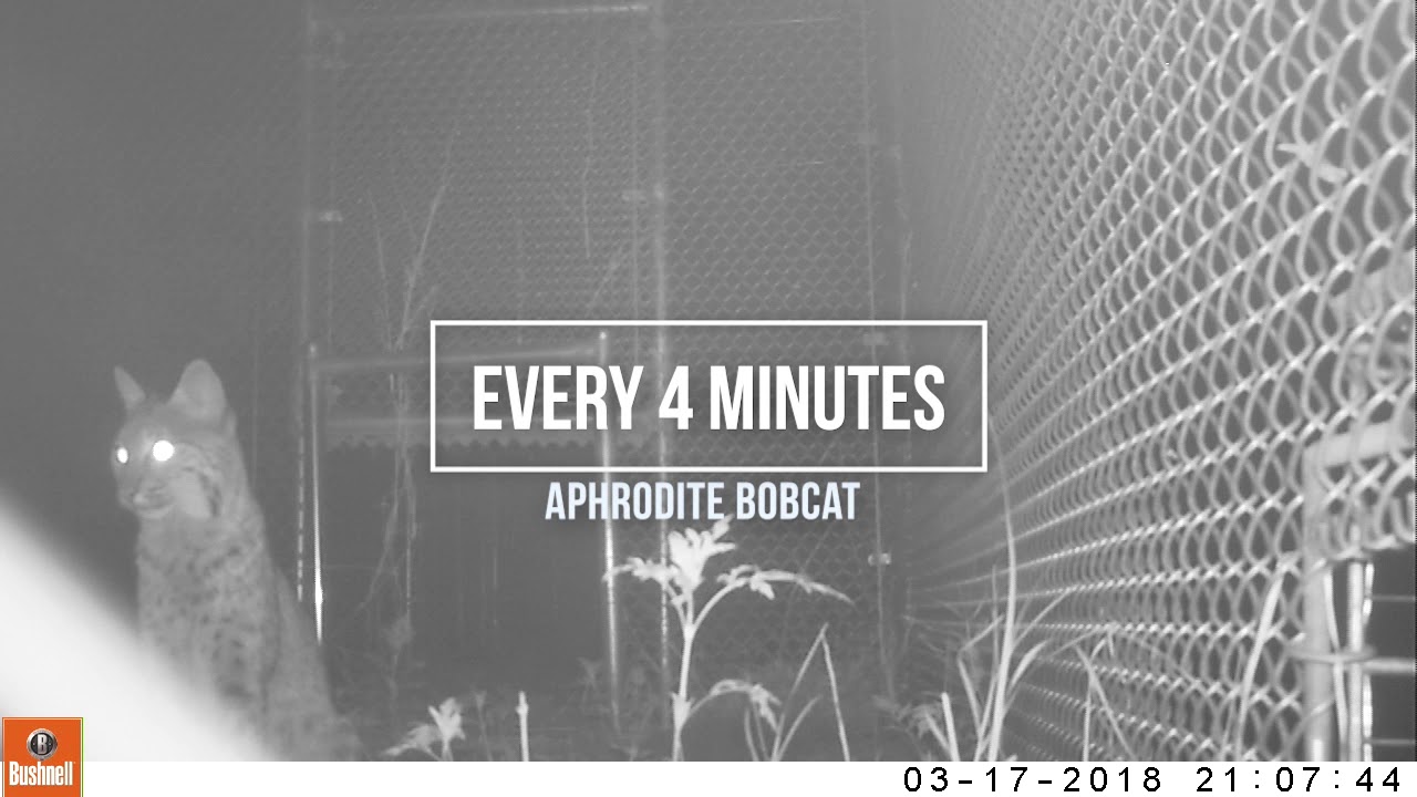 leopard print Aphrodite Bobcat Travels 17 Miles