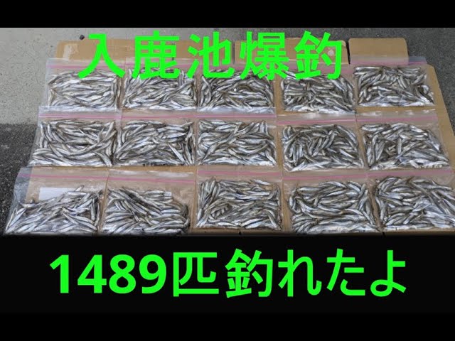 2025年 爆釣！！ 入鹿池ワカサギ釣り 14束超え - YouTube