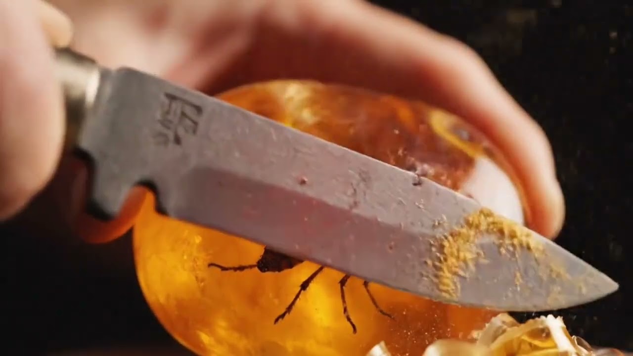 Immersive amber fossil 