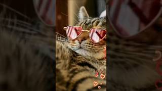 Happy Valentines #cats @brendadavisscrapitydoda1284