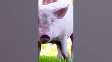 Pigs Are Smarter Than a 3-Year-Old: Science Says Yes #shorts  #funfacts #animals #facts  #info
