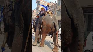 आपने किस जानवर की सवारी की है? 🐘 #animalride #friendlyanimals #shorts