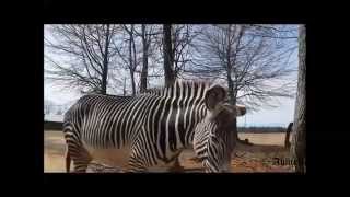 Lazy 5 Ranch - Come Feed The Animals