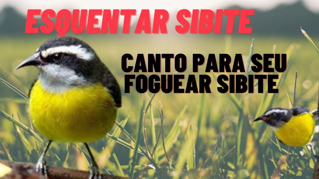 esquentar sibite Sibite Chamando e piando de frio pra foguear o seu esquentar sibite frio