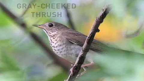 Thrushes