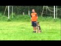 Marcus & Zorro - GSD 9 month old - treino de obediência