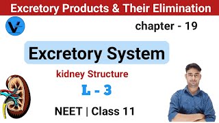 Excretory Products and Their Elimination | class 11 Biology | NEET HINDI | Biochem SCsir screenshot 5