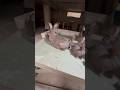 rabbit #rabbit