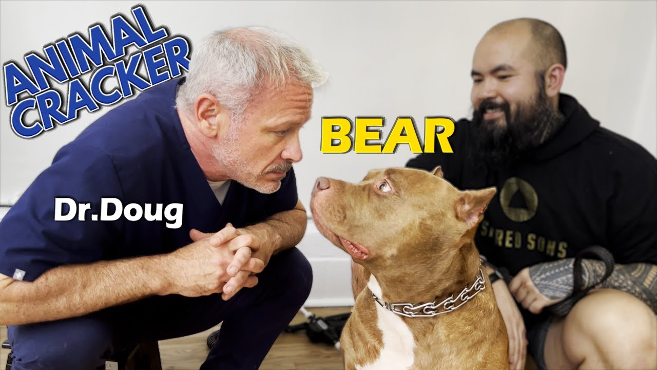 BIG BULLY NEEDS A *BIG* ADJUSTMENT 🤯 Biggest Dog on Animal Cracker so Far???