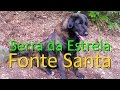 Serra da Estrela Mountain Dog Kennel - Portugal