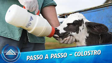 A cosa serve il colostro bovino?