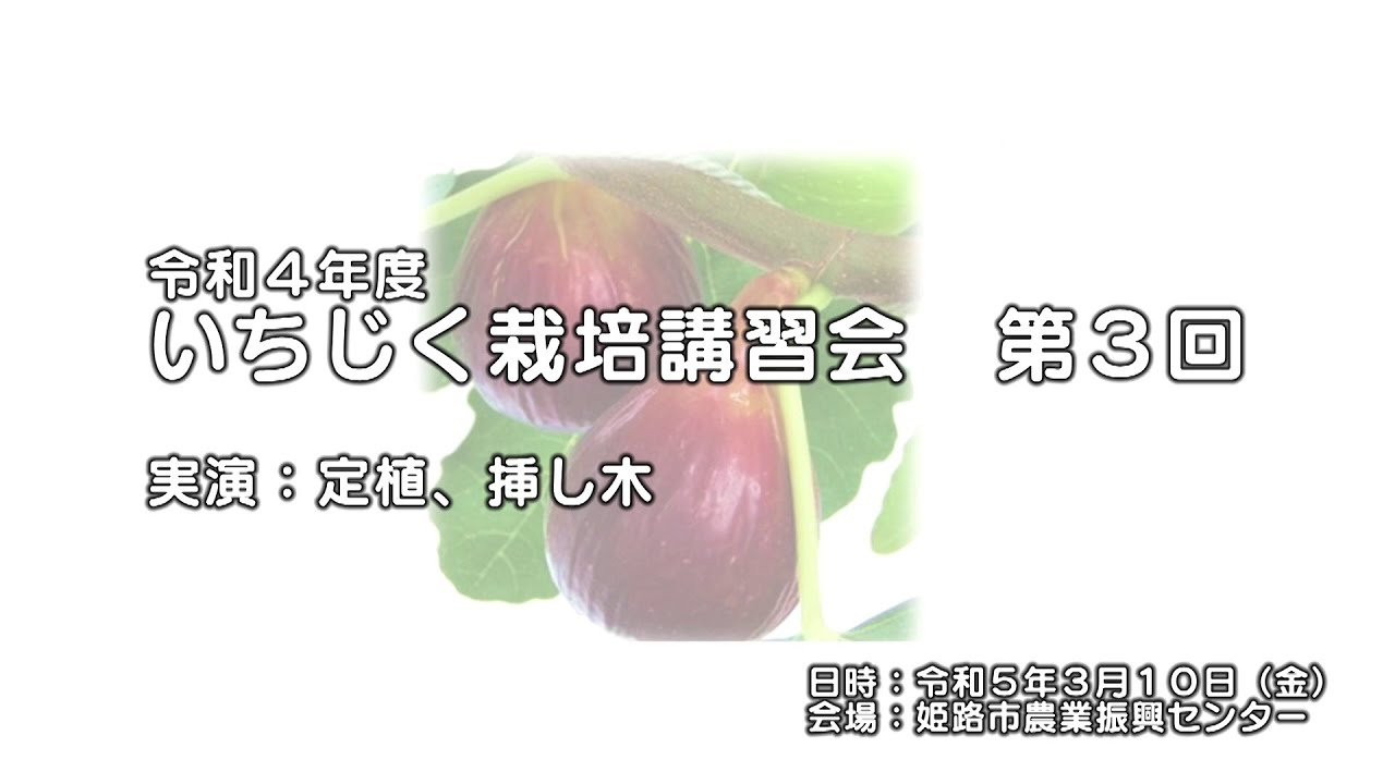 いちじく栽培講習会第3回実演作業（定植・挿し木）