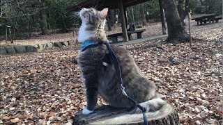 蒼散歩。強い風の中を散歩する猫 ノルウェージャンフォレストキャットTake a walk.Norwegian Forest Cat.