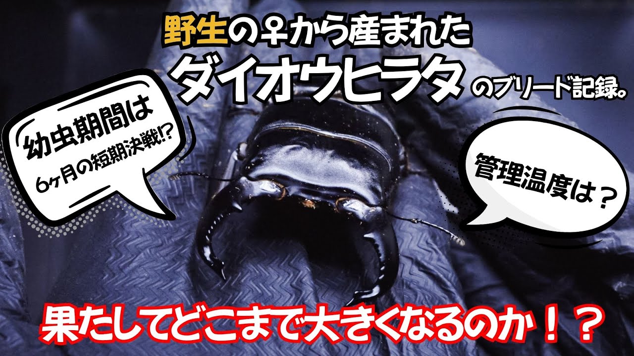 【全公開】野生のメスから産まれたダイオウヒラタの羽化掘り出し