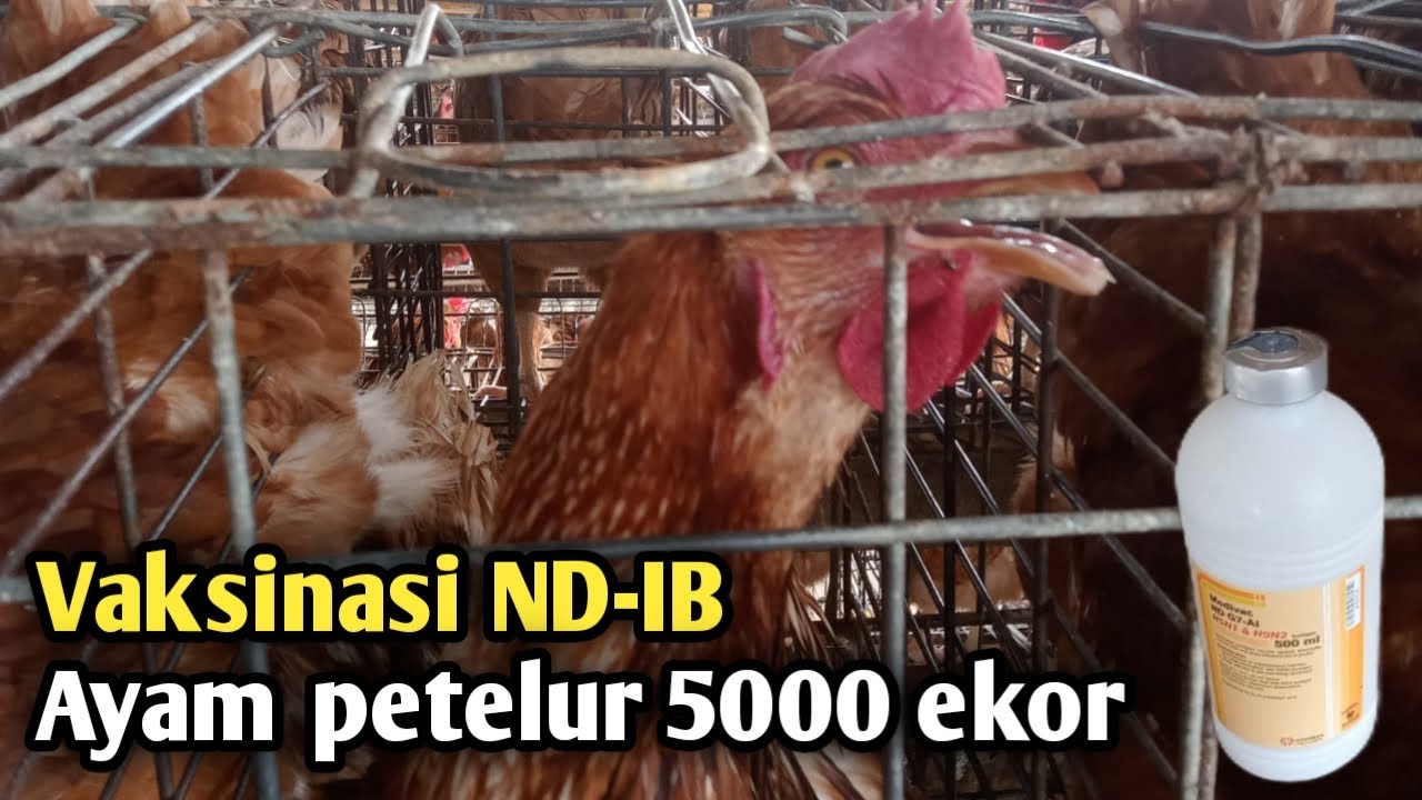 Tren Terbaru Vaksinasi Ayam Petelur: yang Wajib Diketahui Tren Terbaru Vaksinasi Ayam Petelur: yang Wajib Diketahui