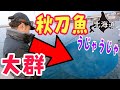 釣れる釣れる！秋刀魚の大群が来た！｜北海道のサンマ釣り（オホーツク・紋別方面）（2022年）